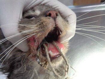 Otro de los gatos encontrados,