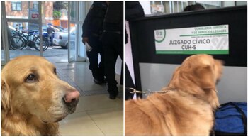 Según sus propietarios, el golden se soltó y corrió a jugar a la fuente por el calor que ha hecho en la ciudad estos días (Foto: Facebook @PeludosDesamparados)