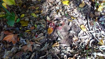 El rastro de sangre del animal, que murió camino a la veterinaria. Los dueños del perro creen que le dispararon con una escopeta