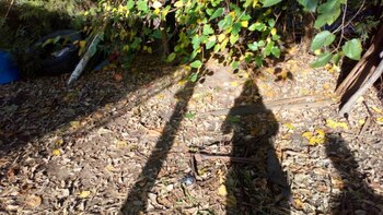 El cerco de plantas a través del cual el hombre disparó y mató a un perro en una quinta de Open Door