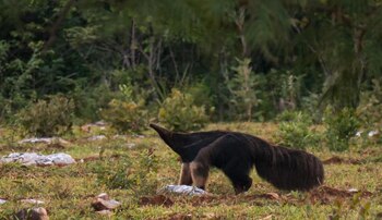 Oso hormiguero gigante. Alfredo Romero-Muñoz