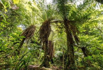 Helechos gigantes en los bosques nublados. Alfredo Romero-Muñoz