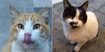 Los gatos fueron llevados a