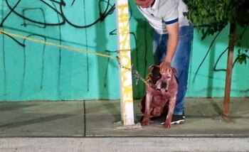 “El perro guardián” atacó a