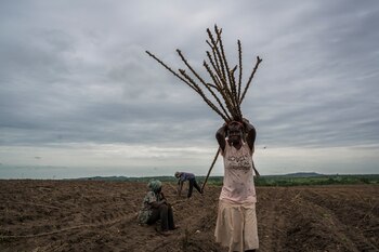 Trabajadores plantando yuca en la granja de Emmanuel Ansah-Amprofi, quien trabajó como abogado de migración y decidió que deseaba ayudar a Ghana a cultivar su propia comida. (Nana Kofi Acquah/The New York Times)