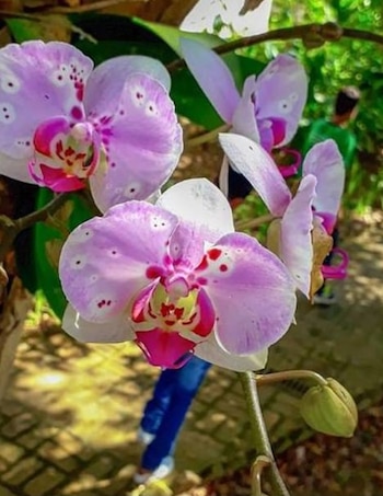 La pareja dirigió todos sus