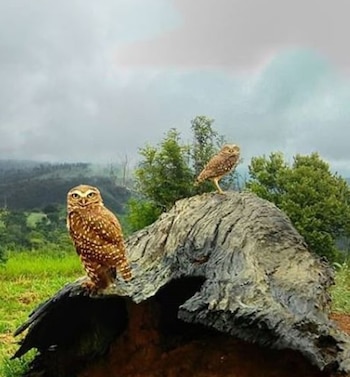 (Foto: Instituto Terra)