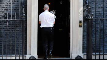 Larry, el gato callejero de