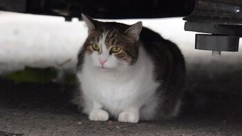 Larry el Gato se refugia