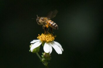 Una abeja obrera recolecta néctar de una flor silvestre blanca, con el fin de alimentarse. Las abejas son fundamentales para lograr la reproducción de las plantas, además, producen miel a partir del néctar que extraen de las flores. En la Península de Yucatán, estas han sido afectadas por la deforestación y el uso de pesticidas (Foto: Cuartoscuro/Martín Zetina)
