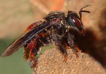 Una abeja trigona (Foto: Wikipedia)
