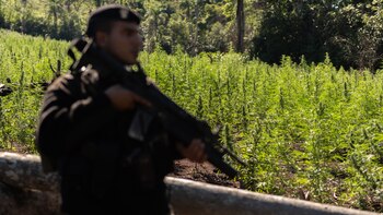 Los cosecheros suelen huir ante