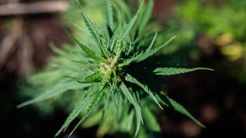 La investigación podría explicar la