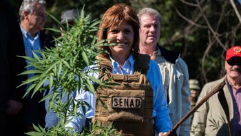 Ciclo de floración: Bullrich y