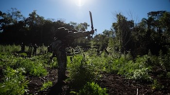 Las fuerzas paraguayas talan las