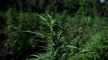 La variante genética podría afectar