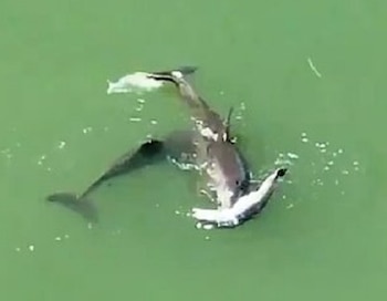 Otro delfín se acerca para