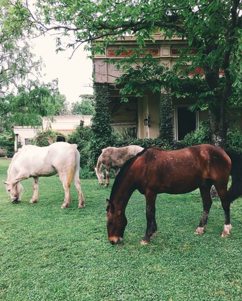 San Antonio de Areco cuenta