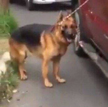 El perro no entendía lo