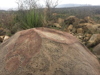 La artista visual argentina radicada en México desde 1978 Mercedes Aqui, mostró la piedra milenaria grabada por ancestros con la que interactuó en un performance para una exposición fotográfica donde vertió pintura y supuestamente habría orinado Foto: Facebook