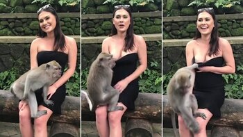 El mono intentó jalarle el vestido a la altura del escote de una mujer neozelandesa de 21 años (Foto: Especial)