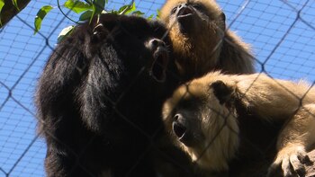 Esta especies es víctima de