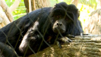 El mono Carayá habita en