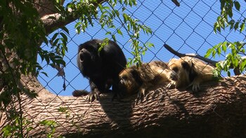 Es una especie aulladora y