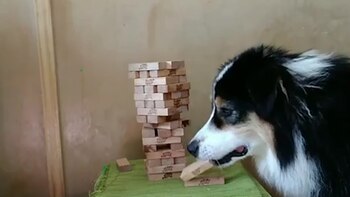 La perseverancia de la peluda