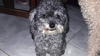 Tito tiene 6 años pero