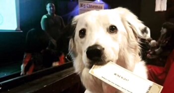 Los canes necesitan mostrar su