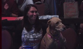 Durante la función los perros