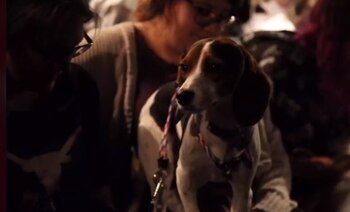 Humanos y perros pueden disfrutar