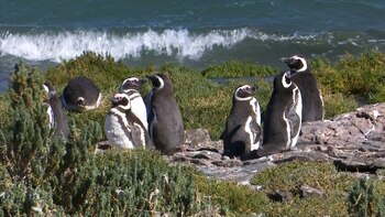 A los pingüinos se les