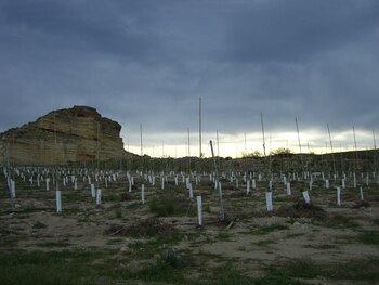 Plantación intensiva de olivar en