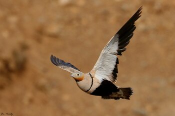 Foto de ganga ortega, especie