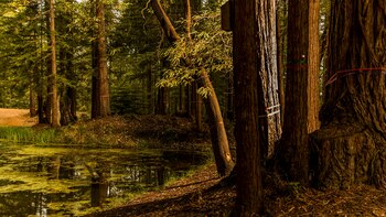 Los árboles que están disponibles