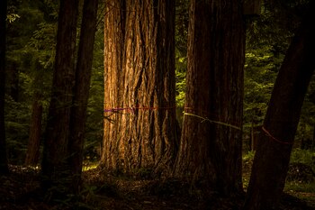 Better Place Forests abrió su