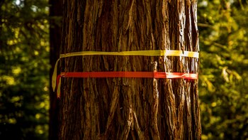 Un árbol disponible (Christie Hemm