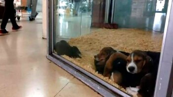 El modelo de ordenanza tiene