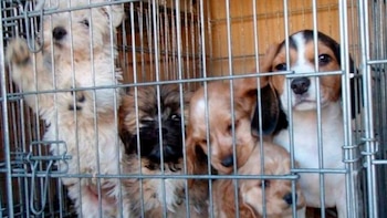 La propuesta también establece que