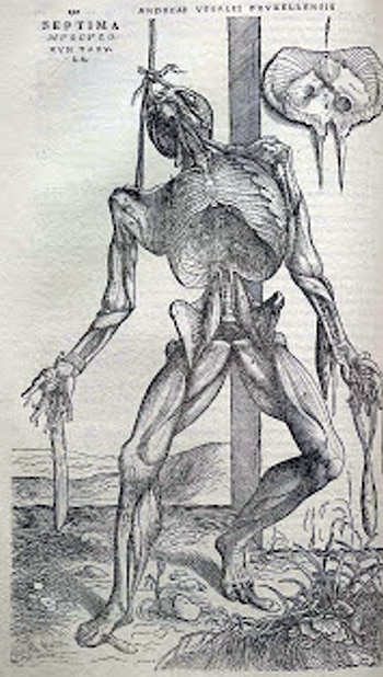 Ilustración del libro de Vesalio.