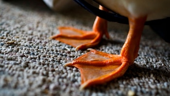 Primadonna, el pato que pertenece