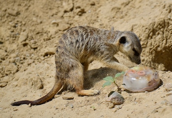 La utilización de “paletas heladas”