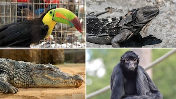 Varias especies de animales están