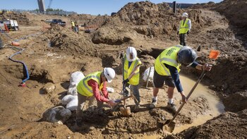 Los huesos fueron descubiertos la semana pasada pero la confirmación llegó en los últimos días (Foto: Museo de Ciencias Naturales de Denver)