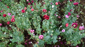 El prinicipal productor sigue siendo