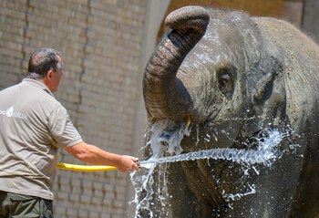 Los trabajadores del Zoológico de