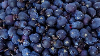 El garambullo es una fruta