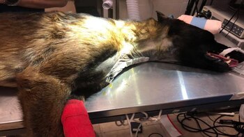 La historia de la operación